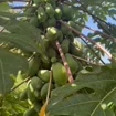 - Image 2