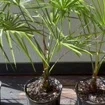 - Image 2