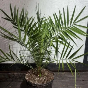 - Image 2