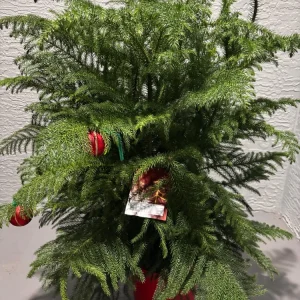 - Image 2