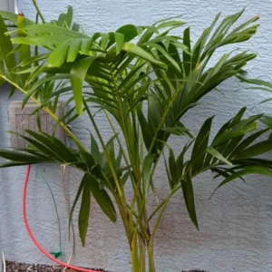 - Image 2