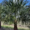 - Image 1