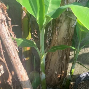 - Image 3