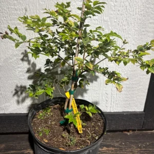 - Image 3