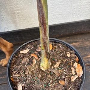 - Image 4