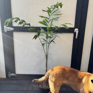 - Image 5