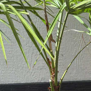 - Image 5