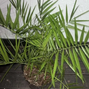 - Image 5