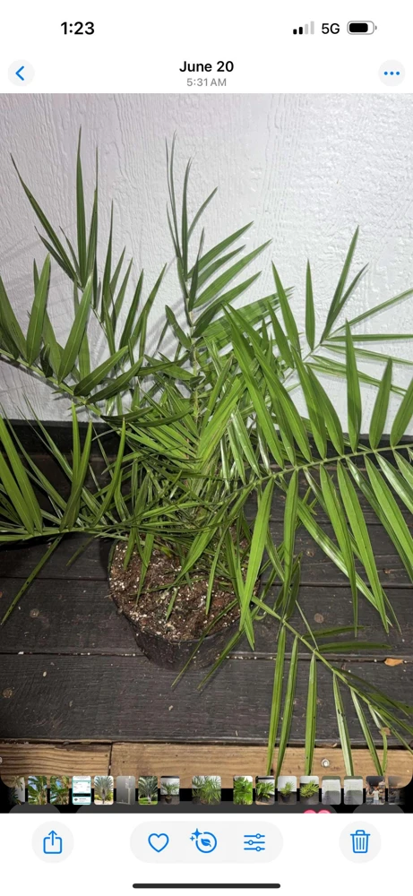 - Image 5