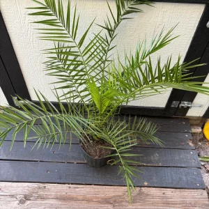 - Image 5
