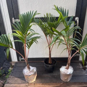 - Image 7