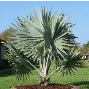 - Image 7