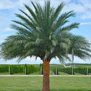 - Image 1