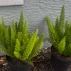 - Image 1