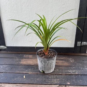- Image 8