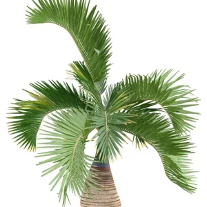 - Image 8