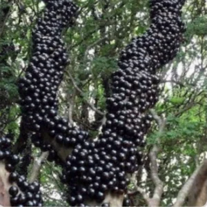 - Image 1