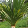 - Image 1