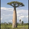 - Image 1