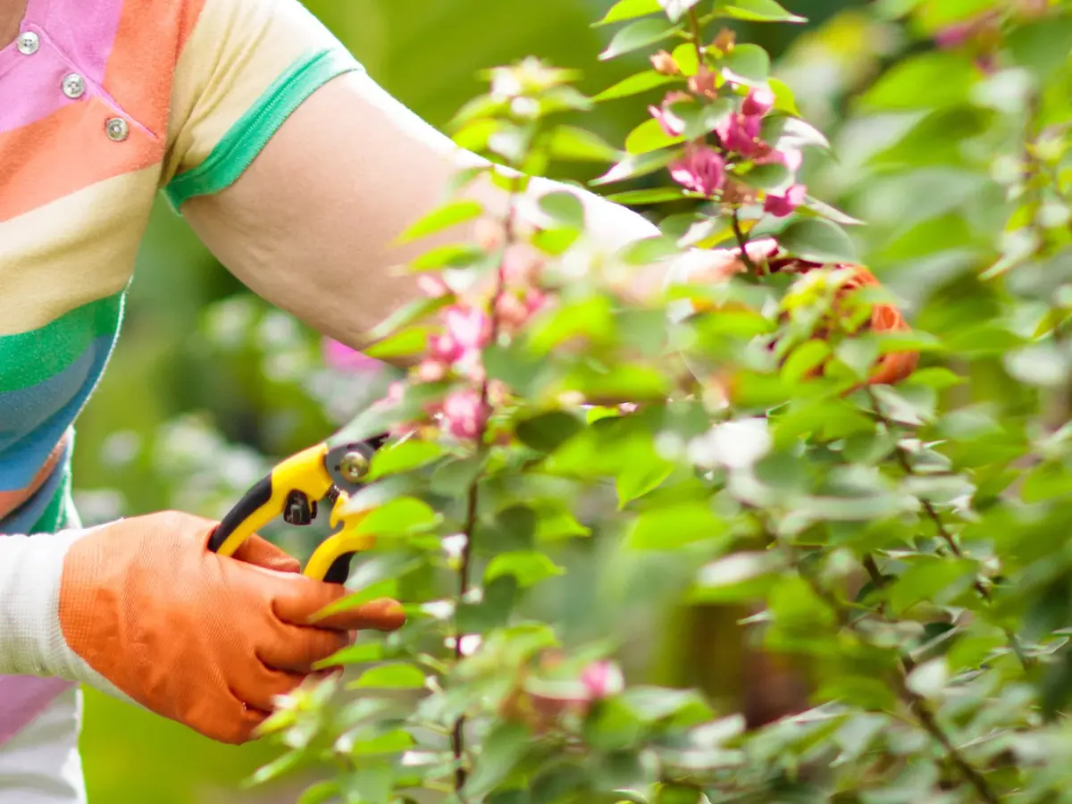 pruning Bougainvillea