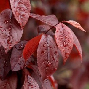 Prunus Cerasifera Cherry Plum Black 3 Unrooted 6" Live Fruit Tree Plant Cuttings Outdoor - Image 2