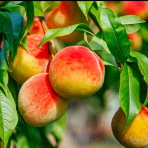 Prunus Persica California Peach Tree Cuttings - 7 Live 6
