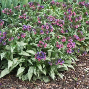 Pulmonaria 'Silver Bouquet' Lungwort - Shade Perennial Live Plant - 2.5