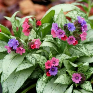 Pulmonaria 'Silver Bouquet' Lungwort - Shade Perennial Live Plant - 2.5