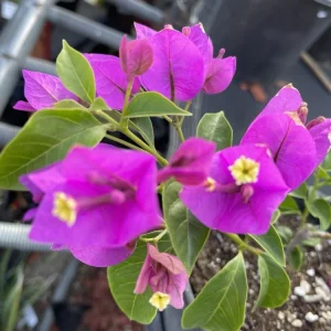 Purple Bougainvillea Live Plant - 20