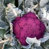 Purple Cauliflower Live Plant – 3 Plants in 4 Inch Pot – Garden & Culinary - Image 1