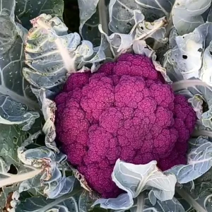 Purple Cauliflower Live Plant – 3 Plants in 4 Inch Pot – Garden & Culinary - Image 1