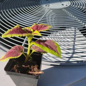 Purple Coleus Live Plant - 2.5 inch Pot - Colorful Indoor Foliage - Image 2