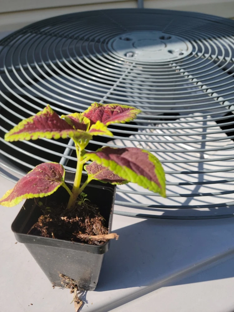 Purple Coleus Live Plant - 2.5 inch Pot - Colorful Indoor Foliage - Image 2