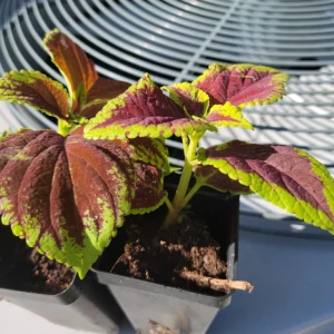 Purple Coleus Live Plant - 2.5 inch Pot - Colorful Indoor Foliage - Image 3