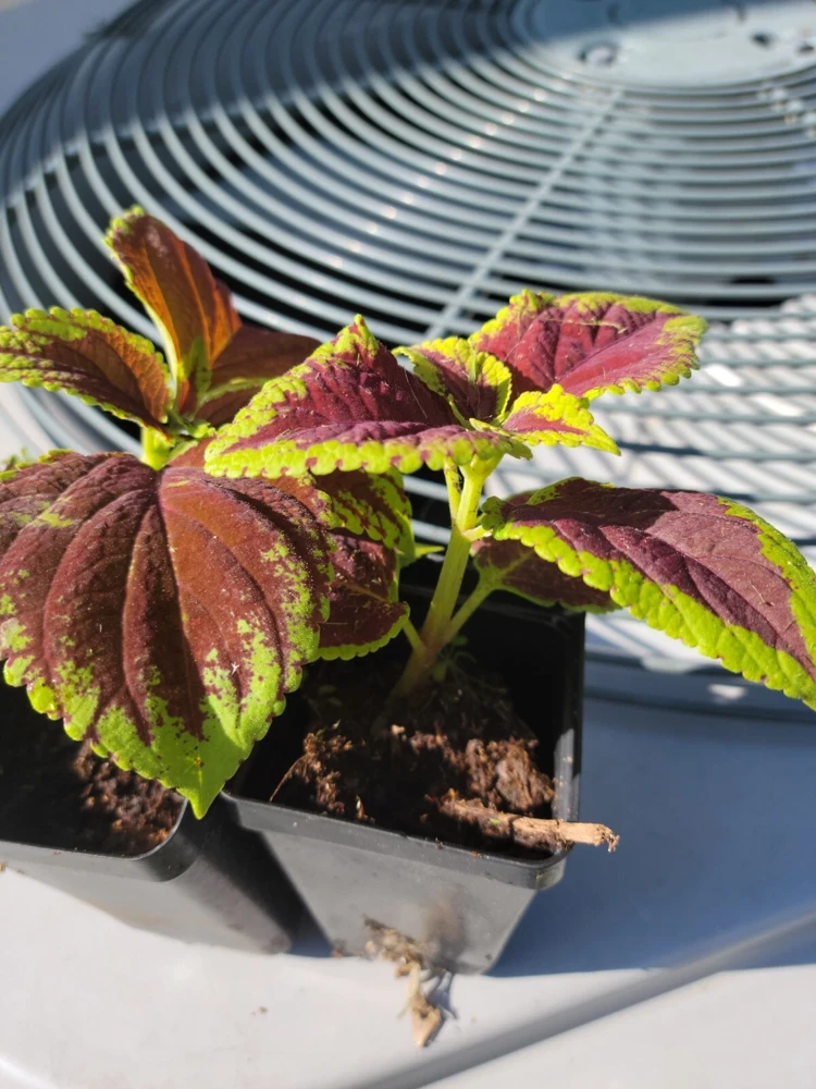 Purple Coleus Live Plant - 2.5 inch Pot - Colorful Indoor Foliage - Image 3