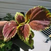 Purple Coleus Live Plant - 2.5 inch Pot - Colorful Indoor Foliage - Image 1