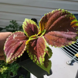 Purple Coleus Live Plant - 2.5 inch Pot - Colorful Indoor Foliage - Image 1