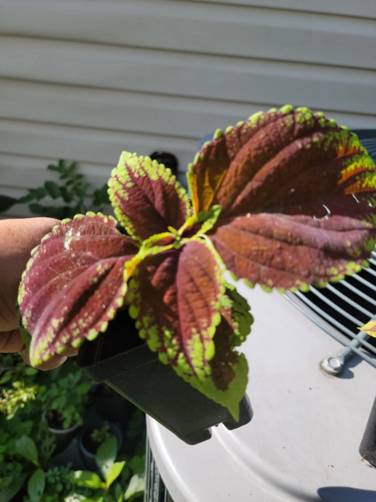 Purple Coleus Live Plant - 2.5 inch Pot - Colorful Indoor Foliage - Image 1