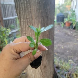 Purple Desert Rose Live Plant Seedling - Adenium Obesum - 1 Plant Plug - Indoor/Outdoor - Image 3