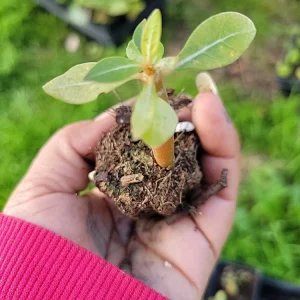 Purple Desert Rose Live Plant Seedling - Adenium Obesum - 1 Plant Plug - Indoor/Outdoor - Image 6