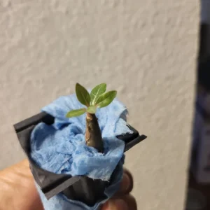 Purple Desert Rose Live Plant Seedling - Adenium Obesum - 1 Plant Plug - Indoor/Outdoor - Image 9