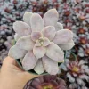 Purple Graptopetalum Superbum Live Plant – 2-4 Inch Potted Succulent – Indoor/Outdoor - Image 1