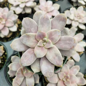 Purple Graptopetalum Superbum Live Plant – 2-4 Inch Potted Succulent – Indoor/Outdoor - Image 2