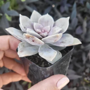 Purple Graptopetalum Superbum Live Plant – 2-4 Inch Potted Succulent – Indoor/Outdoor - Image 3