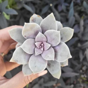 Purple Graptopetalum Superbum Live Plant – 2-4 Inch Potted Succulent – Indoor/Outdoor - Image 4