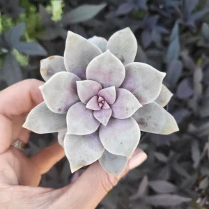 Purple Graptopetalum Superbum Live Plant – 2-4 Inch Potted Succulent – Indoor/Outdoor - Image 5