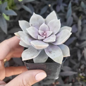 Purple Graptopetalum Superbum Live Plant – 2-4 Inch Potted Succulent – Indoor/Outdoor - Image 6