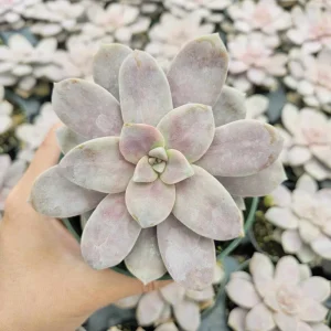 Purple Graptopetalum Superbum Live Plant – 2-4 Inch Potted Succulent – Indoor/Outdoor - Image 7
