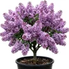 Purple Lilac Bush Live Plant – Fragrant Lavender Blooms – 4 inch Pot Outdoor - Image 1