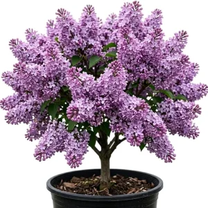 Purple Lilac Bush Live Plant – Fragrant Lavender Blooms – 4 inch Pot Outdoor - Image 1